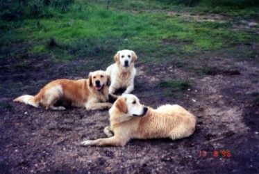 Billy Lady und Hundebesuch