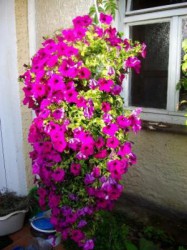 sp&auml;te Bl&uuml;te