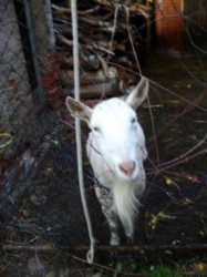 Lea mit 14 Jahren - Auch unsere Ziege schaut mal vorbei