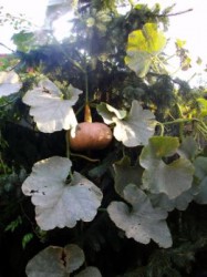 Weihnachtsk&uuml;rbis - Bei uns h&auml;ngt der K&uuml;rbis schon im Weihnachtsbaum