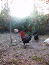 Gl&uuml;ckliche H&uuml;hner mit Hahn