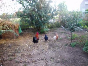 H&uuml;hnerhof im Herbst