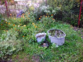 Herbstgarten und Wasserpflanzen
